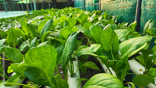 Hydroponic Lettuce Thriving in a Greenhouse