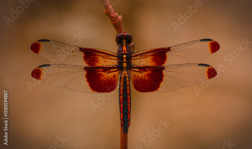 Wallpaper Mural dragonfly on a flower Torontodigital.ca