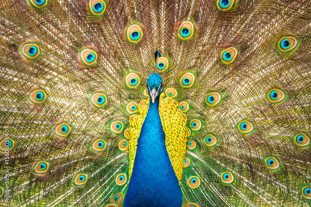 Obraz premium Peacock with feathers out. Closeup of peacock