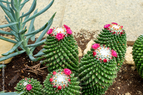 濃いピンク〜紫の花を咲かせたマミラリア属サボテンの全体像｜ユニークな形と色彩が魅力の多肉植物 | Mammillaria Cactus in Bloom with Deep Pink to Purple Flowers — Full View of a Colorful Succulent