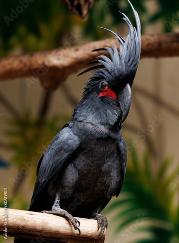 black cockatoo close up in natural environment
