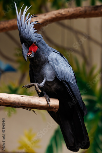 black cockatoo close up in natural environment