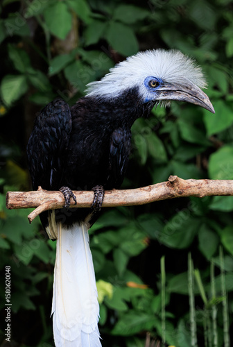 African White-crested Hornbill close up