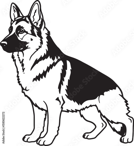 Detailed black and white illustration of a standing german shepherd dog with elegant posture