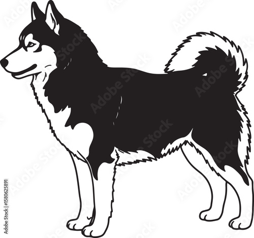 Striking black and white illustration of a graceful alaskan malamute dog breed