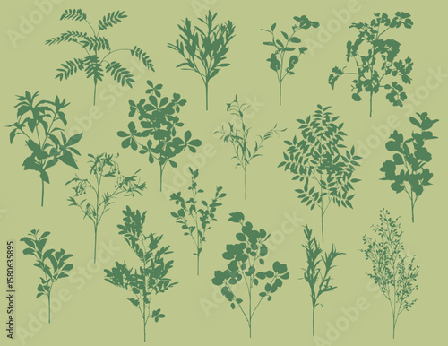 Silhouettes of branches of different trees. Vector illustration, isolated object