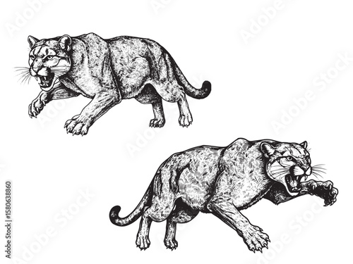 Engraved mountain lion in dynamic leaping pose with bared teeth and sharp extended claws
