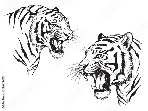 Engraved fierce tiger mid-roar with detailed stripes and sharp teeth in bold vintage linework