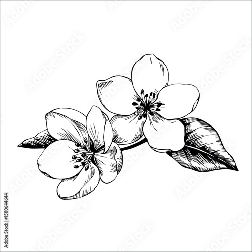 Two delicate flowers with leaves, illustrated in black and white. The flowers have five petals and are detailed with fine lines.