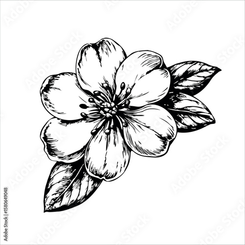 A detailed black and white illustration of a flower with five petals and leaves. The flower has a central cluster of stamens and a realistic texture.