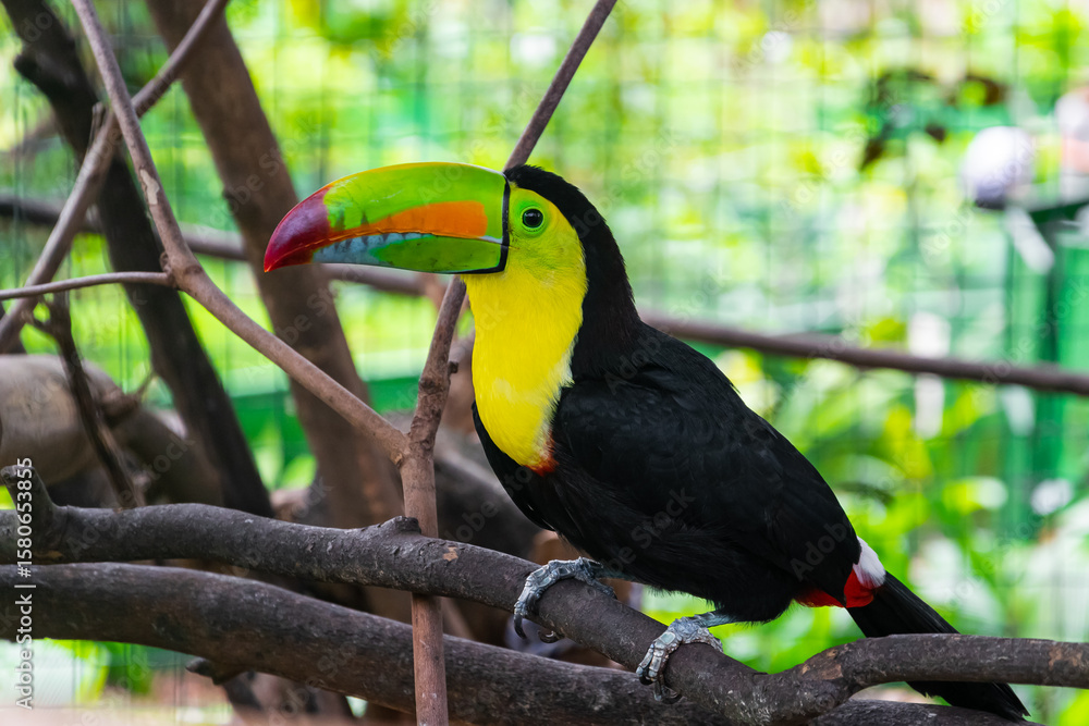 Fototapeta premium yellow billed toucan
