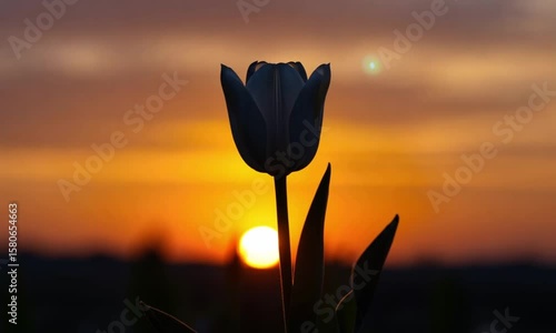 Silhouette of a tulip at sunset