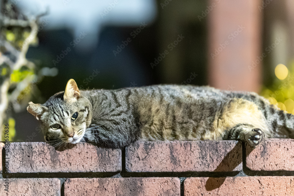 Obraz premium 野良猫