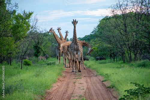 Canvas Print Giraffes on the Road in Botswana