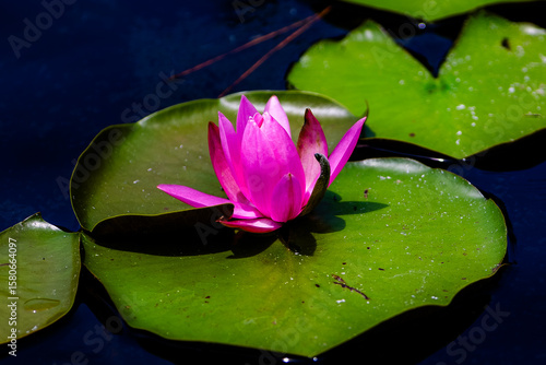 Cuadro en lienzo 睡蓮の花