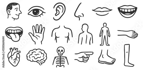 Human body parts and internal organs in simplified linear style vector illustration set. Includes head, eye, hand, brain, heart, and full body silhouette in black stroke design.