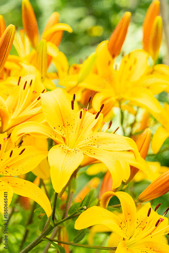 Obraz premium Bright yellow lily flower blooming in vibrant garden, showing beautiful petals and stamens.
