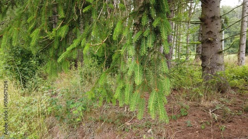 green grass in the forest
