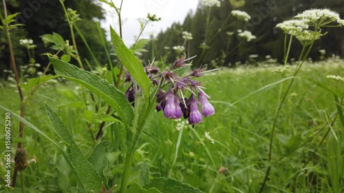 purple crocus flowers