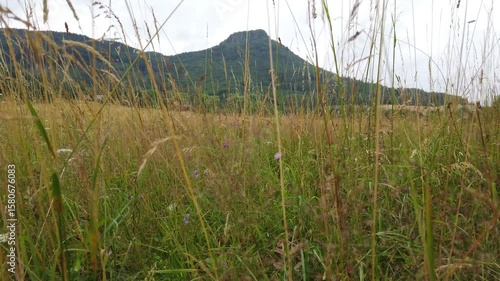 grass in the mountains