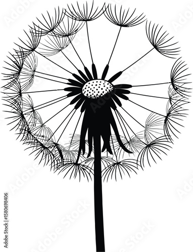 Close up of a dandelion seed head in black and white with a plain white background in a studio shot
