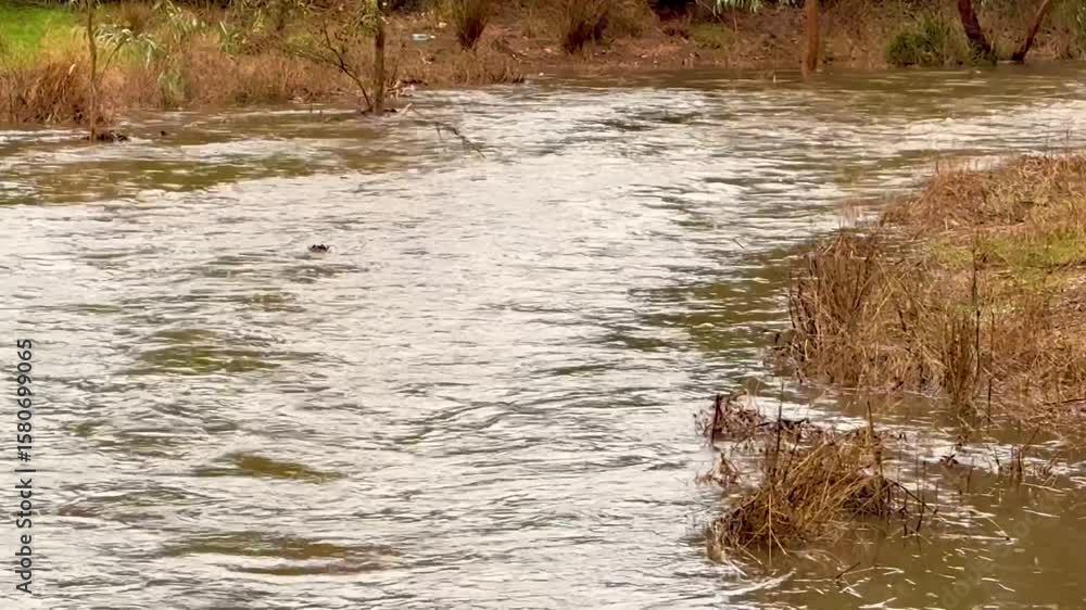 Experience the power of nature as a city creek churns with turbulent water after heavy rainfall. This footage is perfect for projects on climate, environment, natural events, or water resources. Experience the power of nature as a city creek churns with turbulent water after heavy rainfall. This footage is perfect for projects on climate, environment, natural events, or water resources.