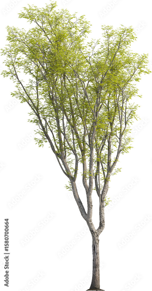 Fototapeta premium Side view of Hackberry Tree - Celtis Sinensis