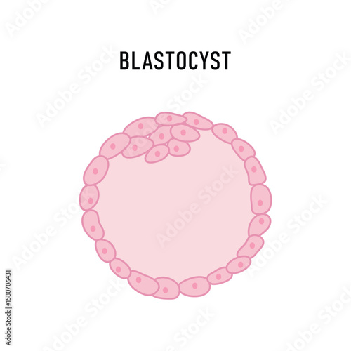 Blastocyst Human Cells Vector Illustration