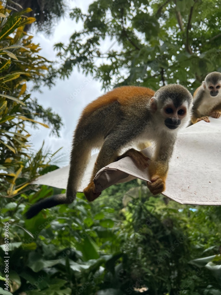Obraz premium squirrel monkey, totenkopfaffe