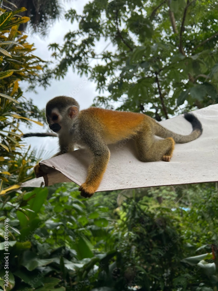 Obraz premium squirrel monkey, totenkopfaffe