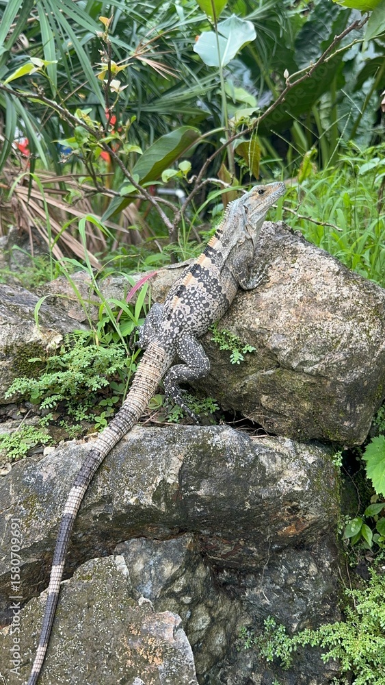 Obraz premium wildlife