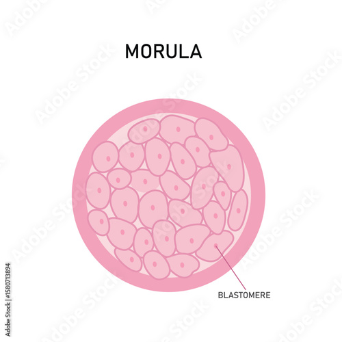 Morula Embryo Cell Vector Illustration