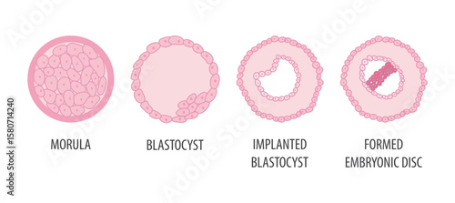 Placentation Process Human Cells Illustration