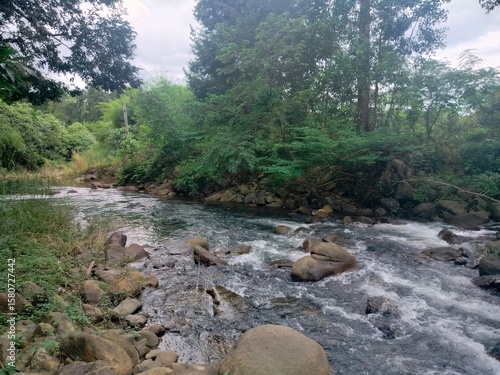 river in the forest
