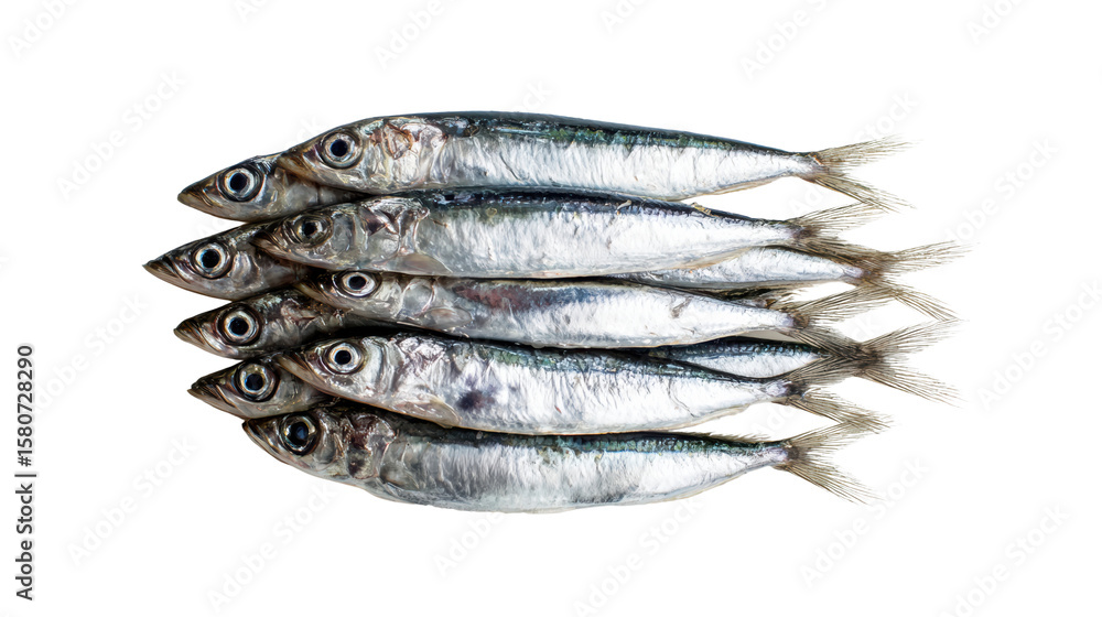 Collection of fresh fish arranged neatly, isolated on a white background. Collection of fresh fish arranged neatly, isolated on a white background.