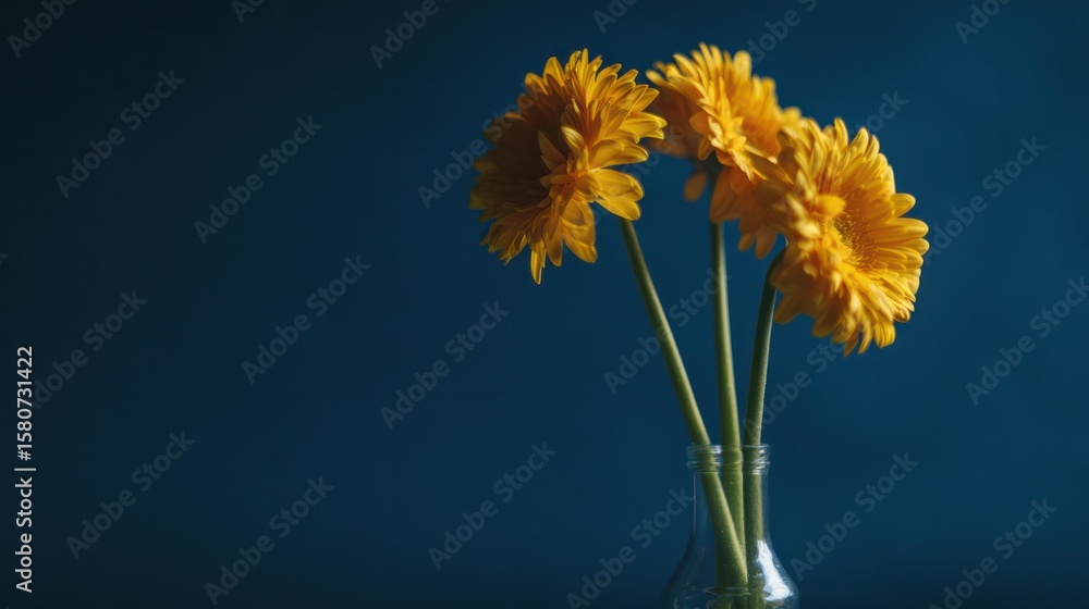 Naklejka premium Studio shot of yellow gerberas forming a floral circle, set against a bold blue canvas