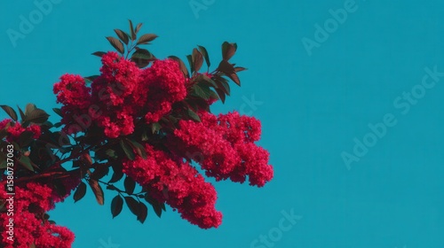 Red flowers bright blue sky