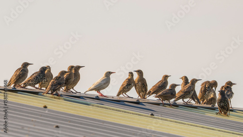 Leucistic Starling Among Common Starlings: Unique Avian Sight