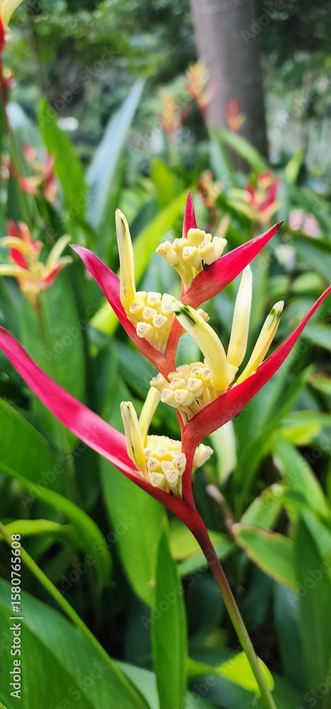 Obraz premium Vibrant Tropical Flower Amidst Lush Green Foliage in a Garden Setting