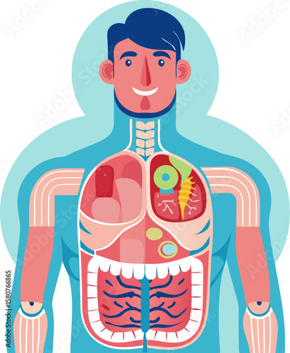 Human body internal organ illustration male anatomy digestive reproductive system structure vector stock illustration
