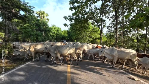 Many cows crossing the road to the countryside,cows on the street.Naturally released animals