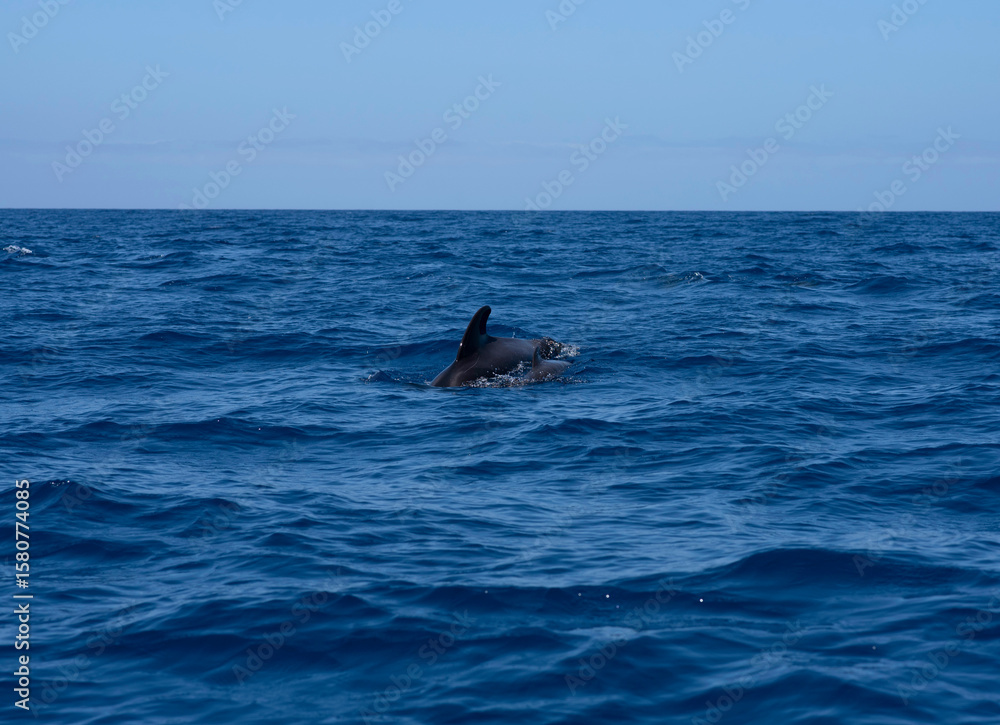 Fototapeta premium Pilot Whale Mother with Calf Swimming in the Atlantic Ocean, Tenerife South