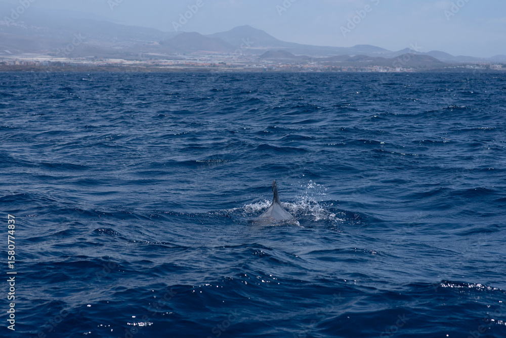 Fototapeta premium Pilot Whale Swimming in the Atlantic Ocean off Tenerife South