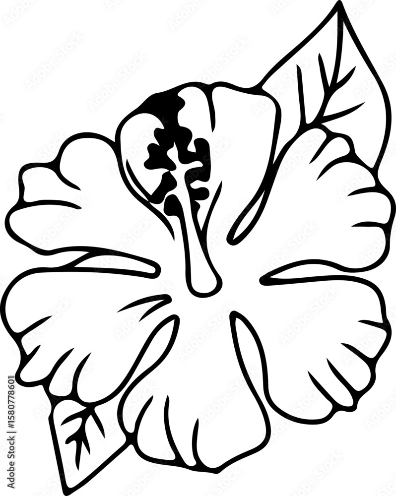 Botanical Hibiscus Vecto Botanical Hibiscus Vecto