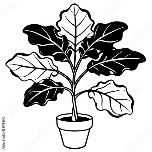 Elegant fiddle leaf fig plant with delicate blooms on a clean white background