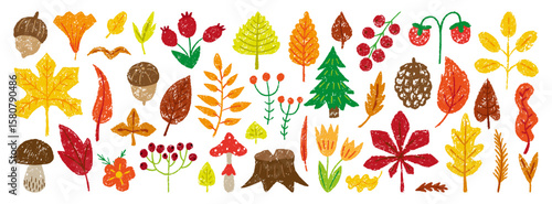 Color pencil autumn forest elements. Crayon drawing red berries, pine, acorn, fir tree. Oak maple birch leaves, fall seasonal childish drawn neoteric vector clipart