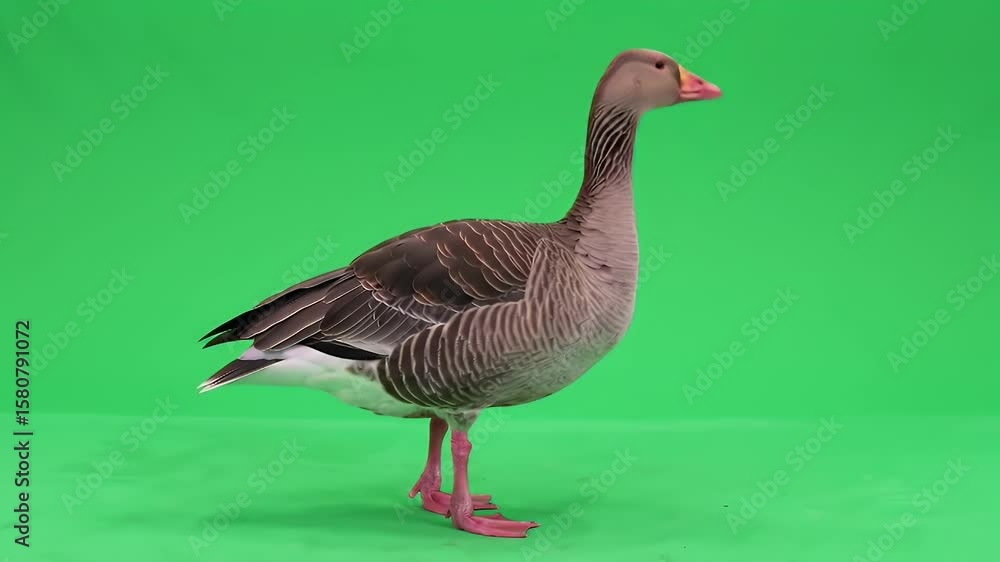 Profile View of a Domestic Goose Walking Gracefully on a Bright Green Chroma Key Background, Ideal for Compositing and VFX Projects Profile View of a Domestic Goose Walking Gracefully on a Bright Green Chroma Key Background, Ideal for Compositing and VFX Projects