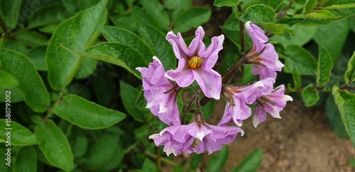 Detailed view of potato plant stem and compound leaves