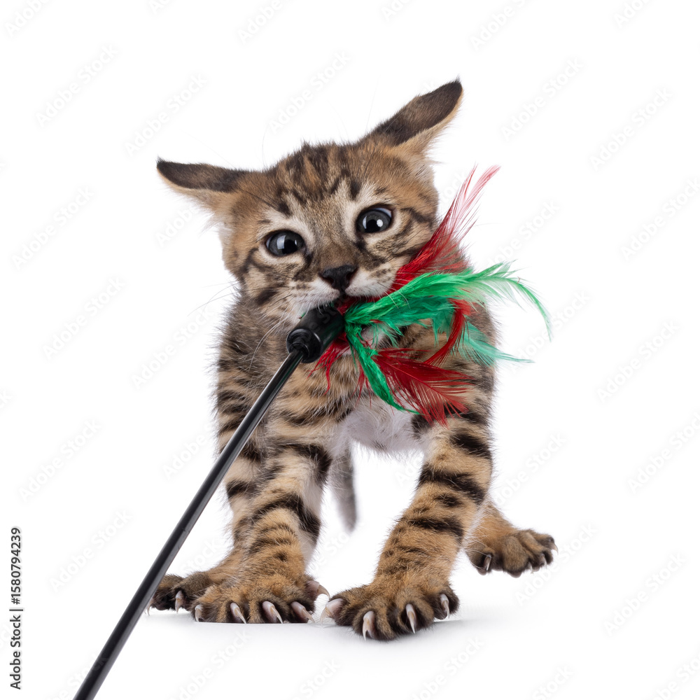 Fototapeta premium Cute very young Savannah cat kitten, pulling hard while playing with feather toy. front. Looking wild towards lens. Isolated on a white background.