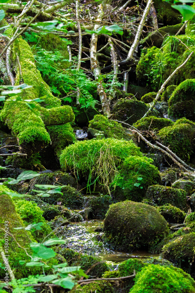 Obraz premium Moss-Covered Rocks and Stream in a Serene Forest Setting